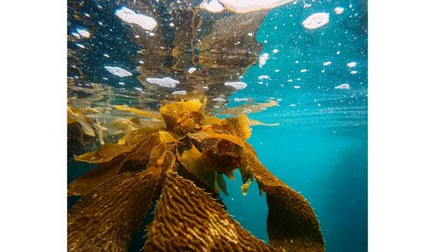 BluGreens's pilot study: Marine Seaweed farming in Cattewater Harbour